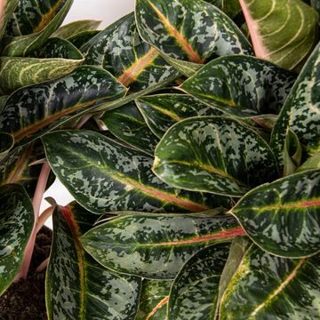 Aglaonema 'Orange Flame'