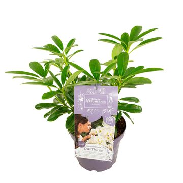 Rhododendron DUFTHECKE WEISS