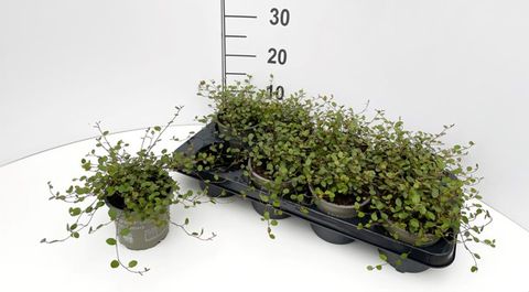 Muehlenbeckia complexa