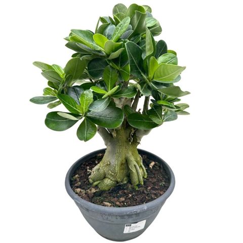 Adenium obesum