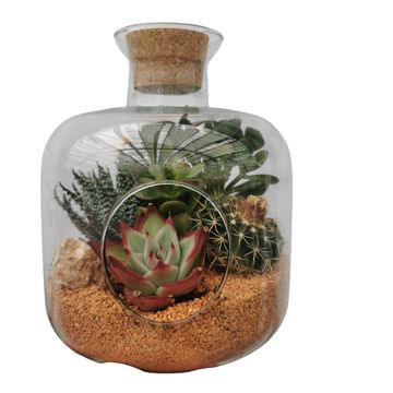 Kомпозиции Cactus / Succulent