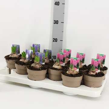 Hyacinthus orientalis MIX