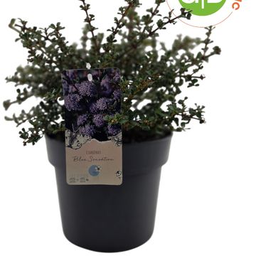 Ceanothus 'Blue Sensation'