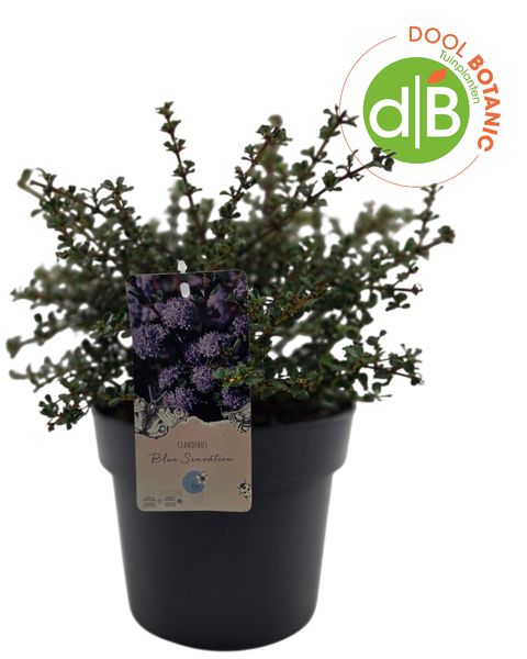 Ceanothus 'Blue Sensation'