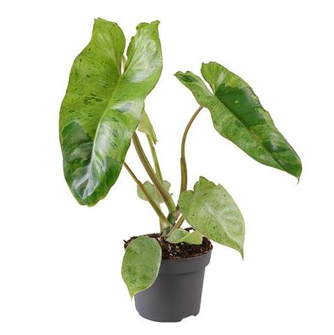 Филодендрон 'Paraiso Verde'