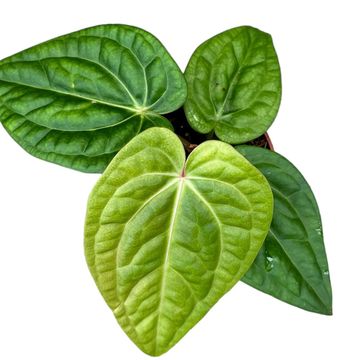 Anthurium villenaorum x luxurians