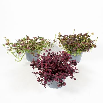Trifolium repens MIX