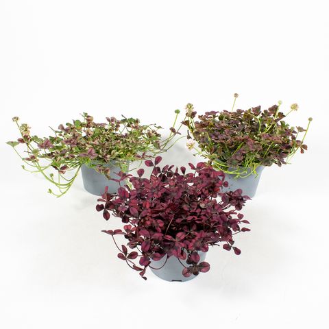 Trifolium repens MIX