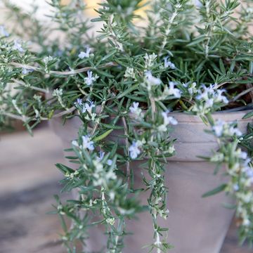Rosmarinus officinalis 'Capri'