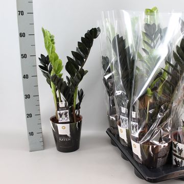 Zamioculcas zamiifolia RAVEN