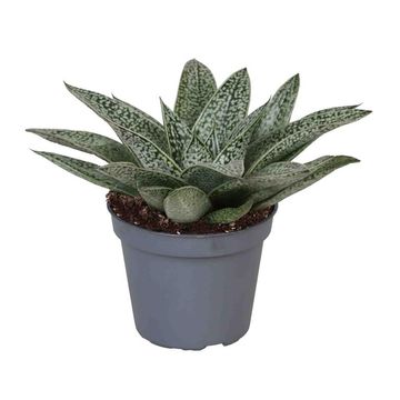 Gasteria 'D Nella'