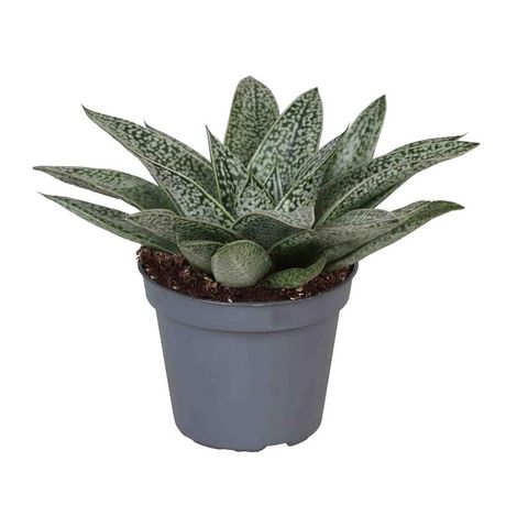 Gasteria 'D Nella'
