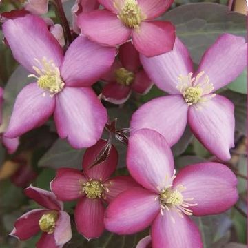 Clematis 'Ван Гог' (M)