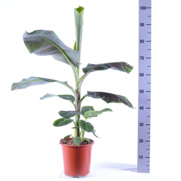 Musa acuminata 'Cavendish'