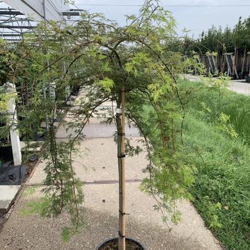 Acer palmatum 'Dissectum Viridis'