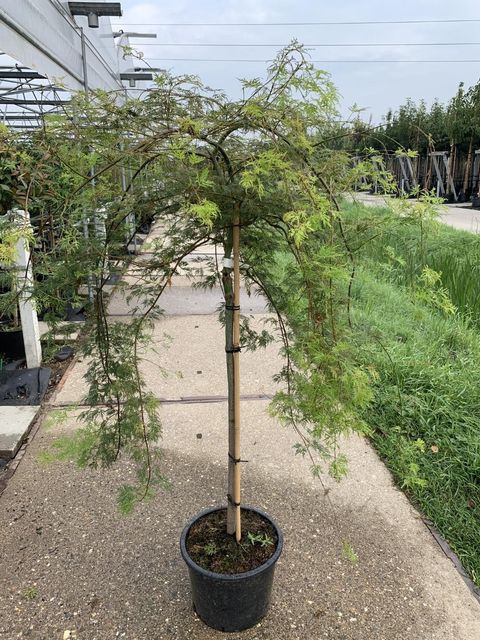 Acer palmatum 'Dissectum Viridis'