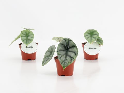 Alocasia 'Silver Dragon'