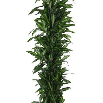Dracaena fragrans 'Silindo'