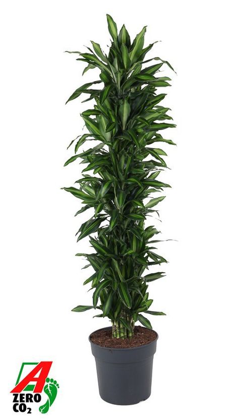 Dracaena fragrans 'Silindo'