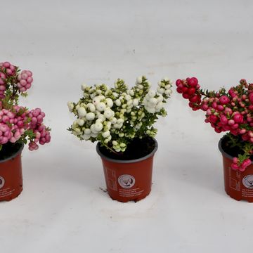Gaultheria mucronata MIX