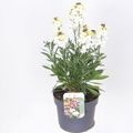Erysimum LEYA LEMON GLOW