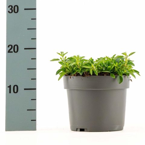 Origanum vulgare 'Compactum'