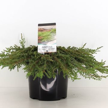 Juniperus communis 'Green Carpet'