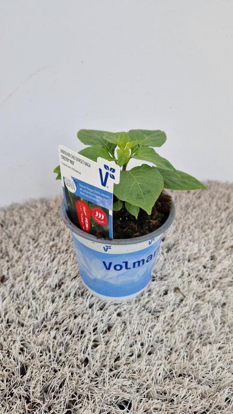 Capsicum annuum 'Cresto'