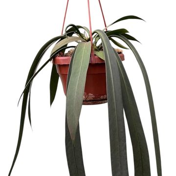 Anthurium vittariifolium