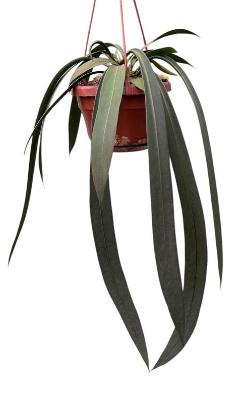 Антуриум vittariifolium