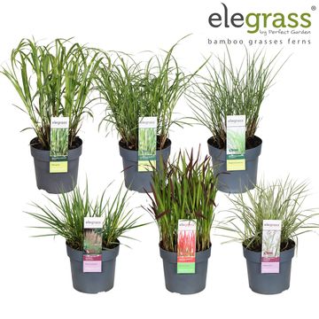 Декоративні трави MIX