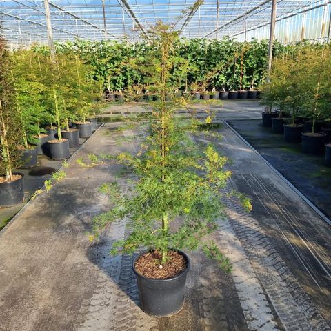 Acer palmatum 'Emerald Lace'