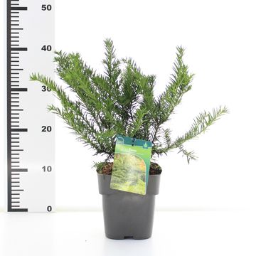 Taxus baccata 'Repandens'