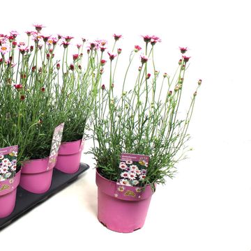 Rhodanthemum 'Marrakech'