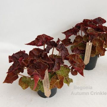 Begonia 'Autumn Crinkle'