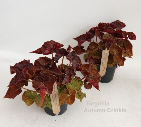 Begonia 'Autumn Crinkle'