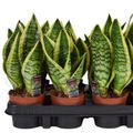 Sansevieria trifasciata 'Futura Superba'