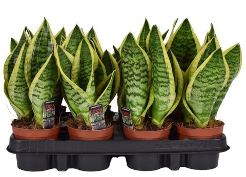 Sansevieria trifasciata 'Futura Superba'