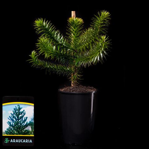 Araucaria araucana