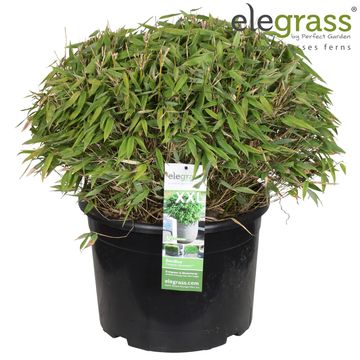 Fargesia murielae MOONTEARS