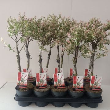 Salix integra 'Flamingo'
