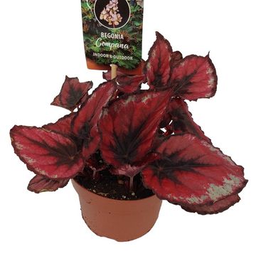 Begonia MAGIC COLOURS RED KISS