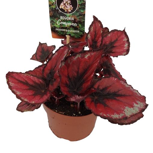 Begonia MAGIC COLOURS RED KISS