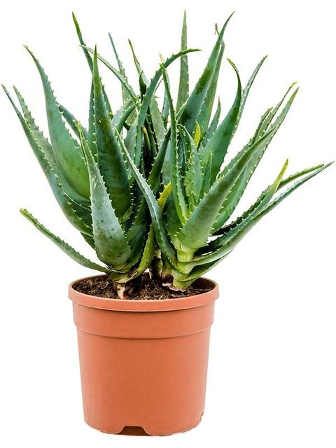 Aloe arborescens