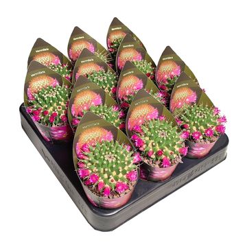 Mammillaria erythra ruber