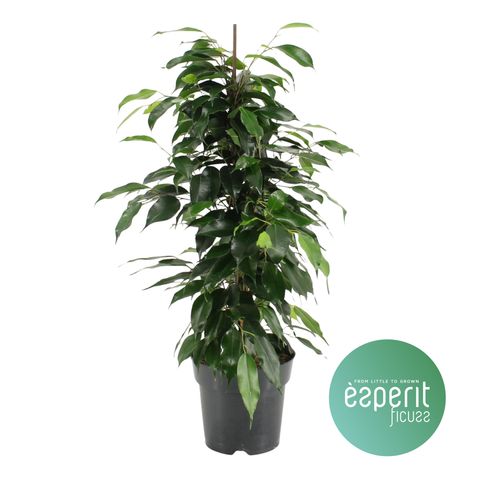 Ficus benjamina 'Danielle'