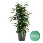 Ficus benjamina 'Danielle'