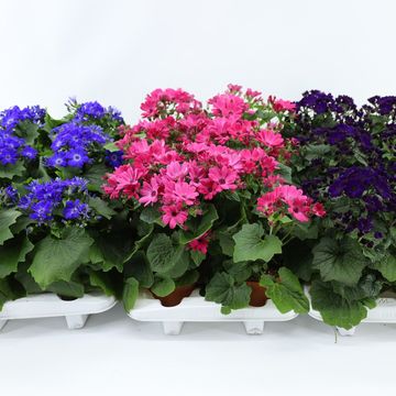 Pericallis MANDALA MIX