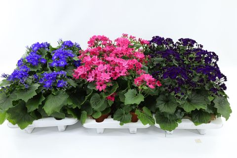 Pericallis MANDALA MIX