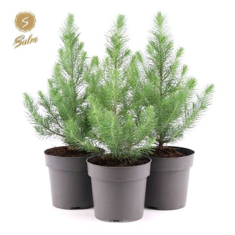 Pinus pinea 'Silver Crest'